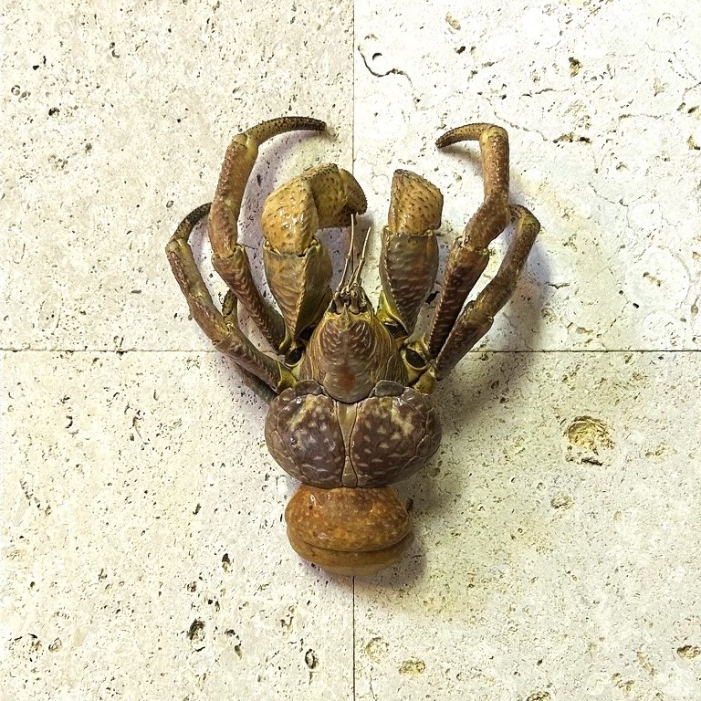 貝 サンゴ 夜光貝